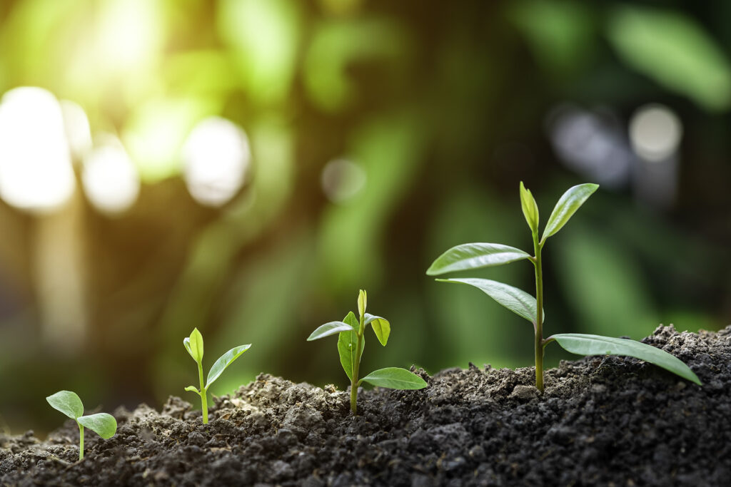 Close up leaf sprouts growing in dirt with sunshine in background