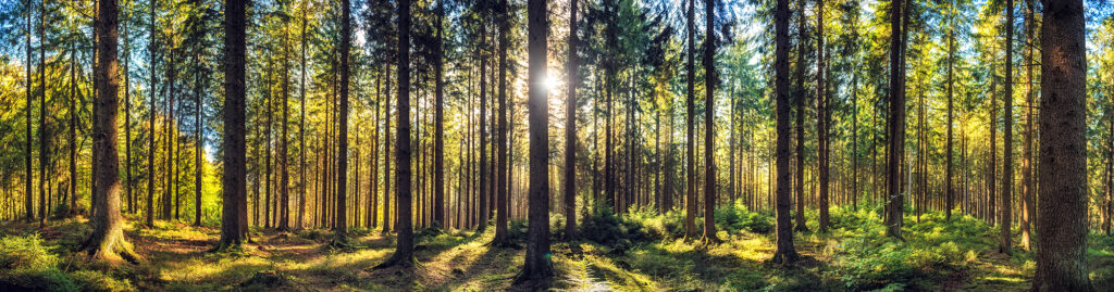 Photo of a forest with sunlight shining through; Photo showing example of SFI certified forest; fsc certified packaging; sfi vs fsc