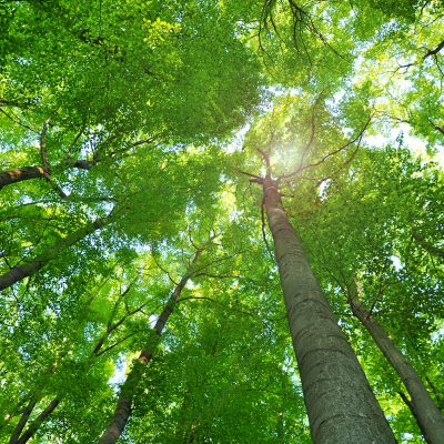 Tree canopy with the sun Trees in the sun