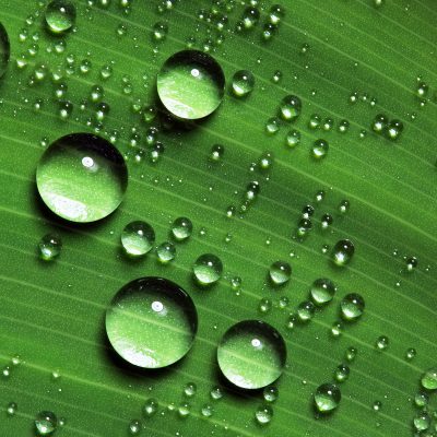 Close up of water droplets on a green leaf